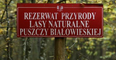 Straż Graniczna ma być włączona w zarządzanie Puszczą Białowieską jako obiektem UNESCO